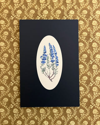 Botanicals of the Bible - Hyssop