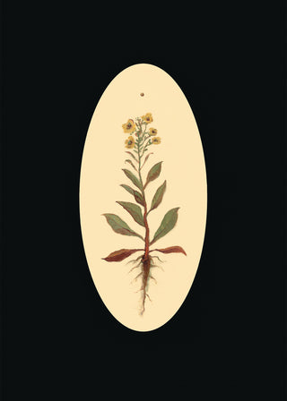 Botanicals of the Bible - Mustard Seed - 5x7 Card Pack