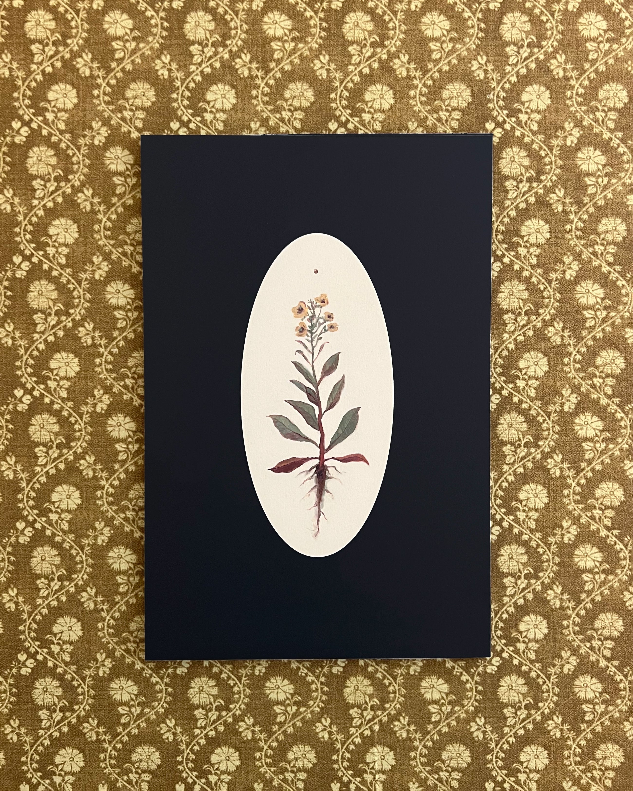 mustard seed plant bible Botanicals of the Bible